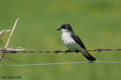 Tyran tritri (Eastern kingbird