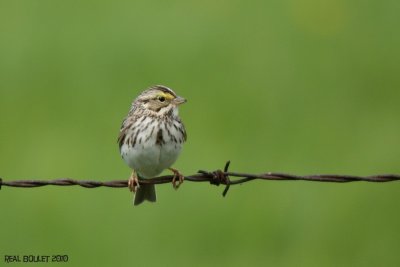 Bruant des prs (Savannah Sparrow)