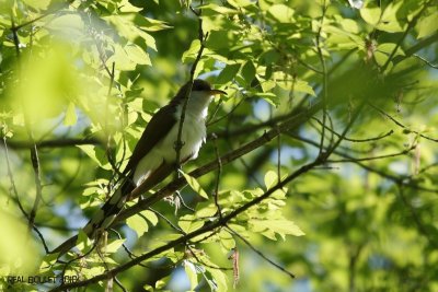 Coulicou  bec jaune (Yellow-billed Cuckoo)