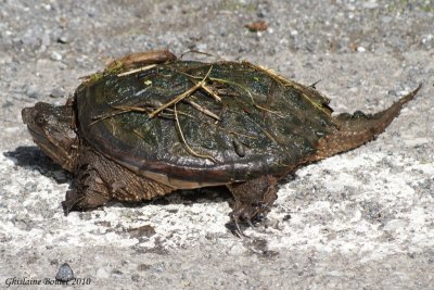 Tortue serpentine