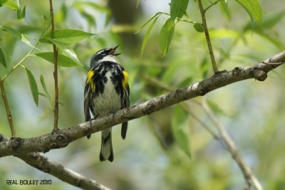 Paruline  croupion jaune (Yellow-rumped Warbler)