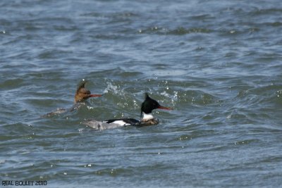 Harle hupp (Red-breasted Merganser)