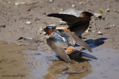 Hirondelle  front blanc (Cliff Swallow)