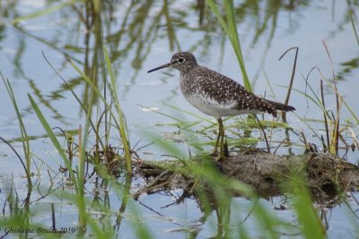 Chevalier solitaire (Solitary Sandpiper)