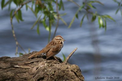 Bruant chanteur (Song Sparrow)