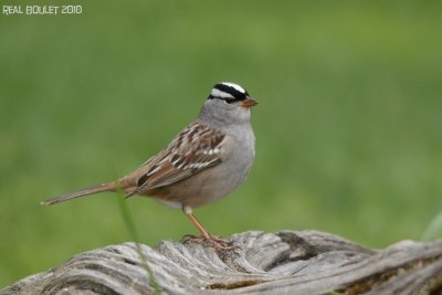 Bruant  couronne blanche (White-crowned Sparrow)