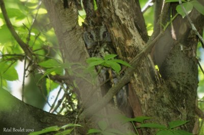 Petit-duc macul (Eastern Screech-Owl)