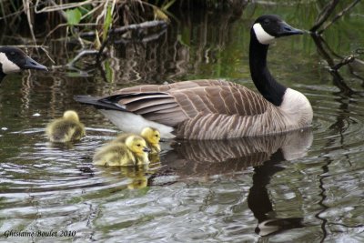 Bernache du Canada (Canada Goose)