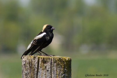 Goglu des prés (Bobolink)
