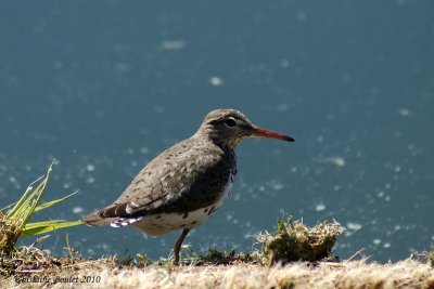 Chevalier grivelé (Spotted Sandpiper)