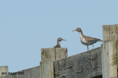 Chevalier grivelé (Spotted Sandpiper)