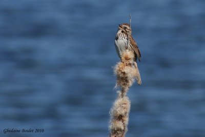 Bruant chanteur (Song Sparrow)