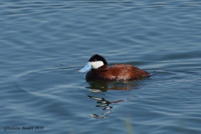 Érismature rousse (Ruddy Duck)