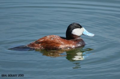 Érismature rousse (Ruddy Duck)