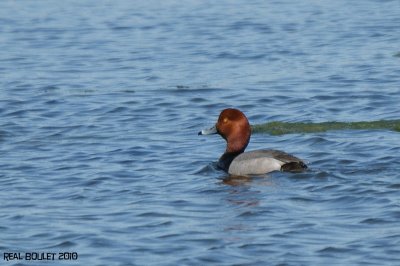 Fuligule  tte rouge (Redhead)