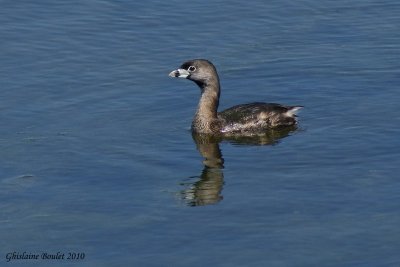 Grbe  bec bigarr (Pied-billed Grebe)