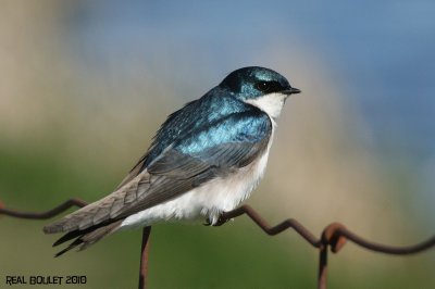 Hirondelle bicolore (Tree Swallow)