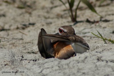 Pluvier kildir (Kildeer)