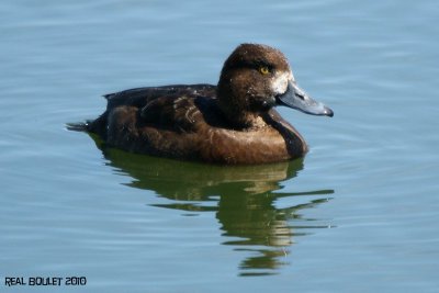 Petit Fuligule (Lesser Scaup)