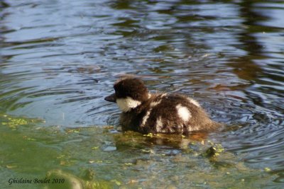 Garrot a oeil d'or (Common Goldeneye)