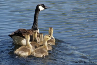 Bernache du Canada (Canada Goose)