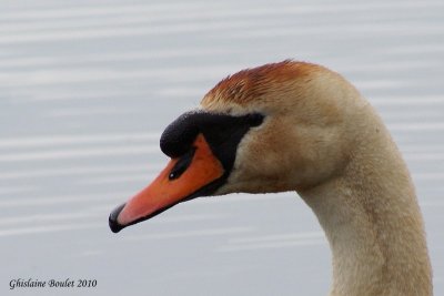 Cygne tubercul (Mute Swan)