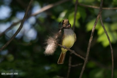 Tyran hupp (Great Crested Flycatcher)