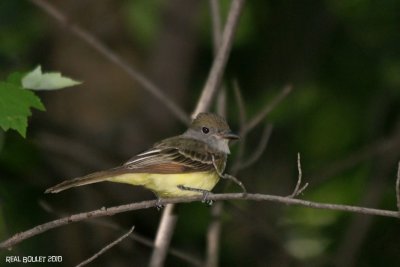 Tyran hupp (Great Crested Flycatcher)