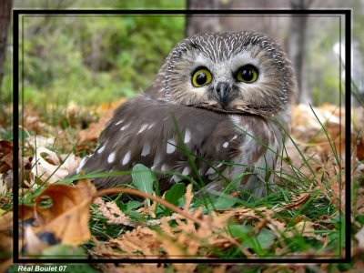 Petite Nyctale (Northern Saw-whet Owl)