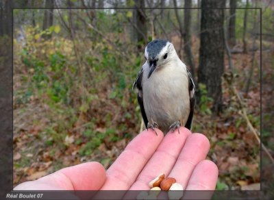 Sittelle  poitrine blanche (White-breasted Nuthatch)