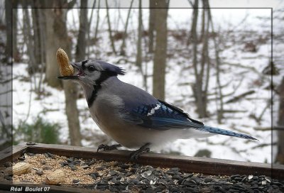 Geai Bleu (Blue Jay)