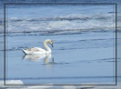 Cygne tubercul (Mute Swan)