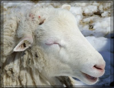 Mouton