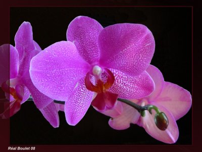 Orchide