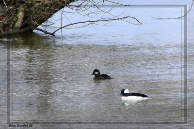 Petit Garrot (Bufflehead)