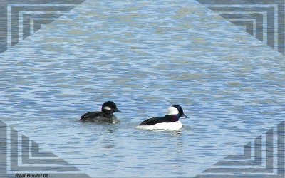 Petit Garrot (Bufflehead)