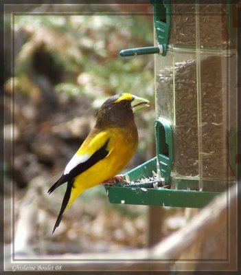 Gros-bec errant (Evening Grosbeak)