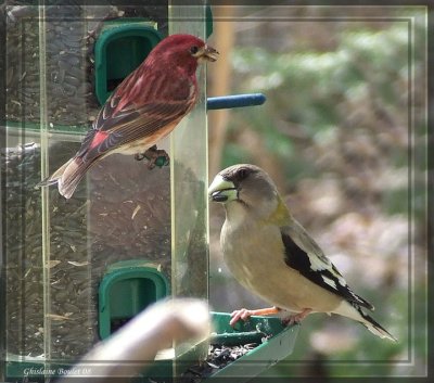Gros-bec errant (Evening Grosbeak) - Roselin pourpr (Purple Finch)