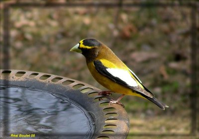 Gros-bec errant (Evening Grosbeak)