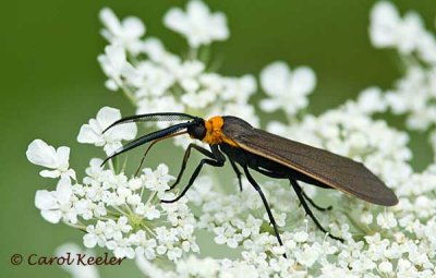 Moth Virginia Ctenucha