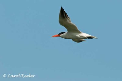 Caspian Tern Flight Shot