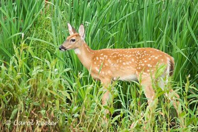 White-Tail Deer Fawn