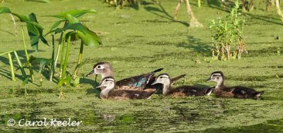 Mama Wood Duck and her Brood
