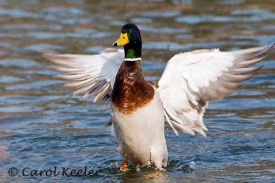 Flapping Mallard