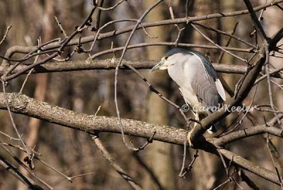 Black Crown Night Heron in Roost