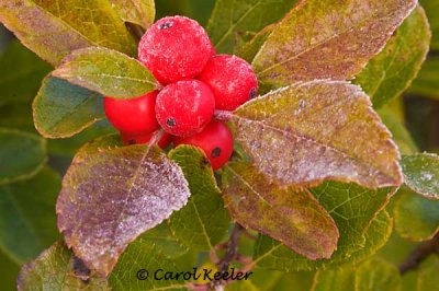 Frost on Winterberry