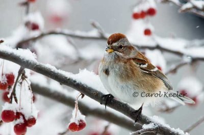 American Tree Sparrow