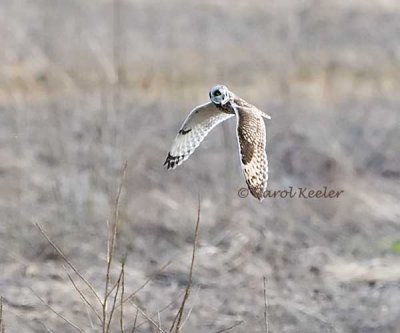 Short Eared Owl on the Hunt