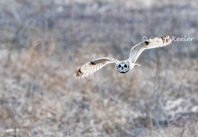 Short Eared Owl Flight