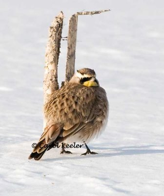 Horned Lark